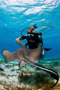 Southern Stingray, Jack and diver at Stingray city by Paul Colley 
